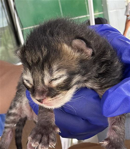BUBBLES, Baby Domestic Short Hair (medium coat), cat for adoption in Fort Worth, Texas