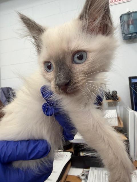 ICE, Baby Domestic Medium Hair (medium coat), cat for adoption in Fort Worth, Texas