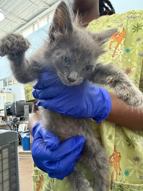 GLACIER, Baby Domestic Medium Hair (medium coat), cat for adoption in Fort Worth, Texas