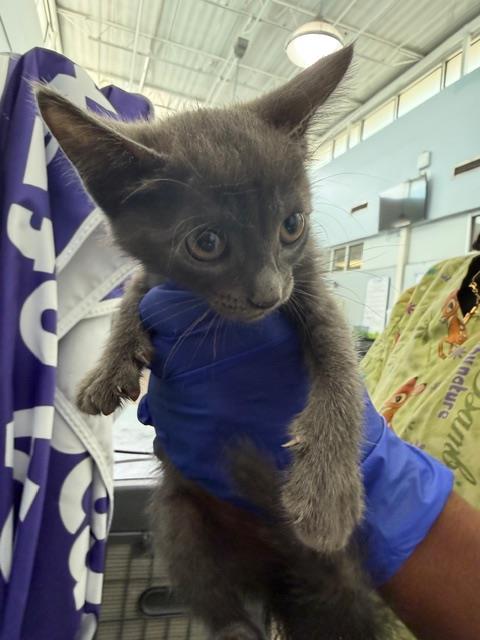 FROSTY, Baby Domestic Short Hair (medium coat), cat for adoption in Fort Worth, Texas