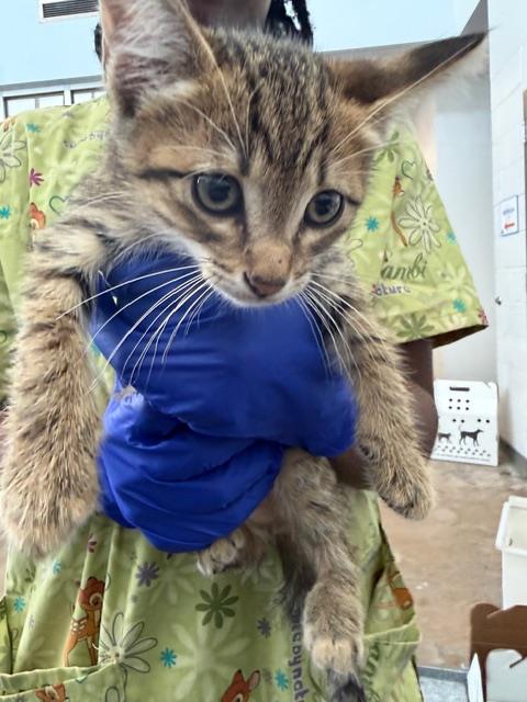 AVALANCHE, Baby Domestic Short Hair (medium coat), cat for adoption in Fort Worth, Texas