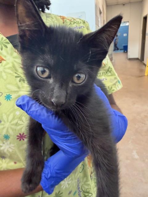 STORMY, Baby Domestic Short Hair (medium coat), cat for adoption in Fort Worth, Texas