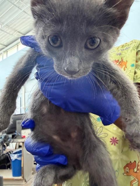 CINDER, Baby Domestic Short Hair (medium coat), cat for adoption in Fort Worth, Texas