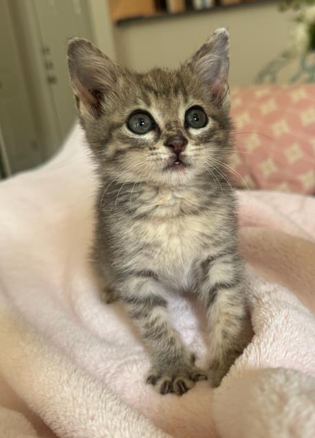 ASTORIA, Baby Domestic Medium Hair (medium coat), cat for adoption in Fort Worth, Texas