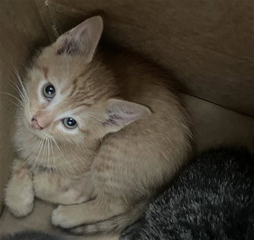 PHOENIX, Baby Domestic Short Hair (medium coat), cat for adoption in Fort Worth, Texas