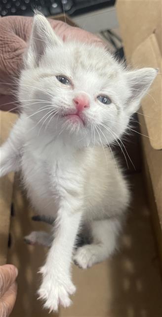 ANGEL, Baby Domestic Short Hair (medium coat), cat for adoption in Fort Worth, Texas