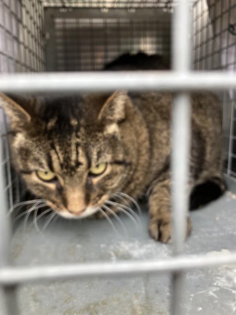 HUTCHY, Senior Domestic Short Hair (medium coat), cat for adoption in Fort Worth, Texas