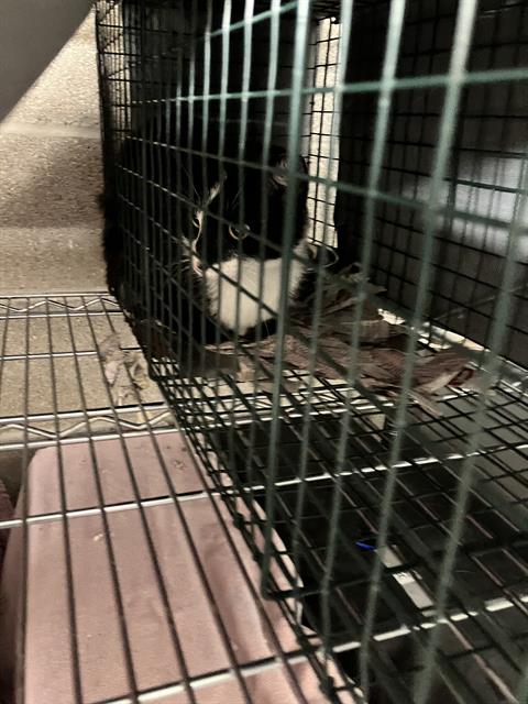 FERGUSON, Adult Domestic Short Hair (medium coat), cat for adoption in Fort Worth, Texas