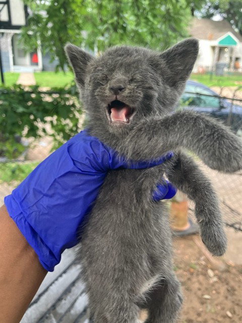 GOOFY, Baby Domestic Short Hair (medium coat), cat for adoption in Fort Worth, Texas