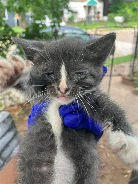 MICKEY, Baby Domestic Short Hair (medium coat), cat for adoption in Fort Worth, Texas