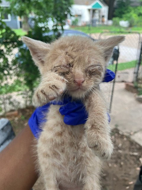 DAISY, Baby Domestic Short Hair (medium coat), cat for adoption in Fort Worth, Texas