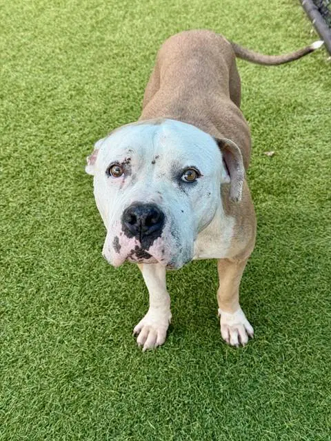 Judy - Pit Bull Terrier