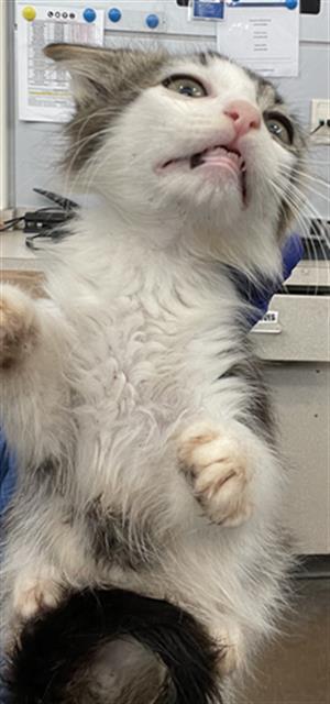 DESSY, Baby Domestic Short Hair (medium coat), cat for adoption in Fort Worth, Texas