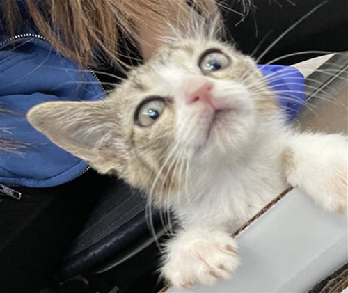 NEMA, Baby Domestic Short Hair (medium coat), cat for adoption in Fort Worth, Texas