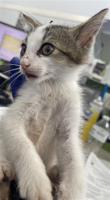 WALLY, Baby Domestic Short Hair (medium coat), cat for adoption in Fort Worth, Texas