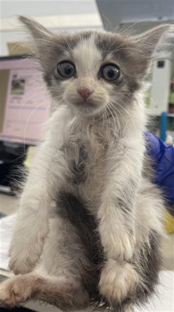 LEXINGTON, Baby Domestic Short Hair (medium coat), cat for adoption in Fort Worth, Texas