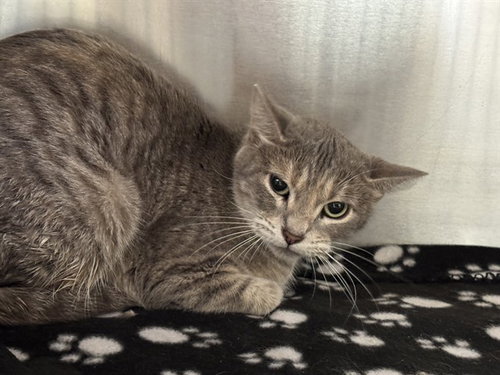 TINKER, Young Domestic Short Hair (medium coat), cat for adoption in Fort Worth, Texas