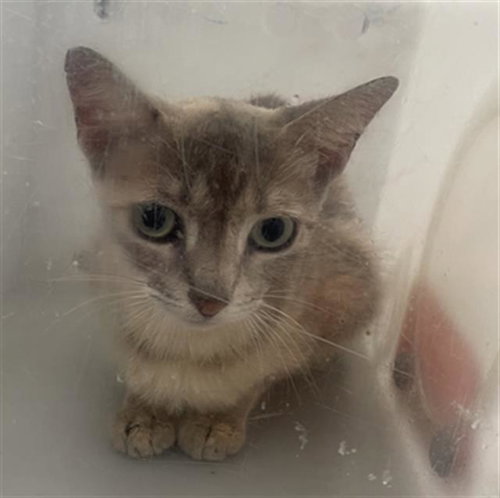 BRANDY, Adult Domestic Short Hair (medium coat), cat for adoption in Fort Worth, Texas