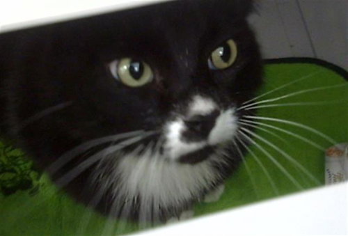 MIA, Adult Domestic Short Hair (medium coat), cat for adoption in Fort Worth, Texas