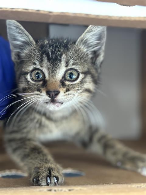 SHAYLA, Baby Domestic Short Hair (medium coat), cat for adoption in Fort Worth, Texas