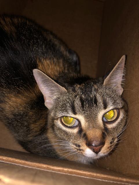 RANG-EE, Adult Domestic Short Hair (medium coat), cat for adoption in Fort Worth, Texas