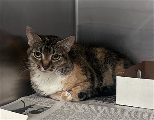 RANG-EE, Adult Domestic Short Hair (medium coat), cat for adoption in Hurst, Texas