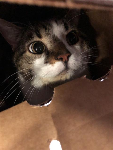 HEENDOONGEE, Adult Domestic Short Hair (medium coat), cat for adoption in Fort Worth, Texas