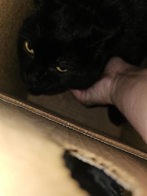 BLACK-EE, Adult Domestic Short Hair (medium coat), cat for adoption in Fort Worth, Texas