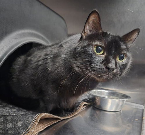 BLACK-EE, Adult Domestic Short Hair (medium coat), cat for adoption in Bedford, Texas