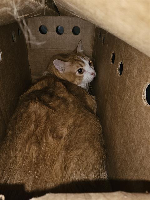 KONG-EE, Senior Domestic Short Hair (medium coat), cat for adoption in Fort Worth, Texas