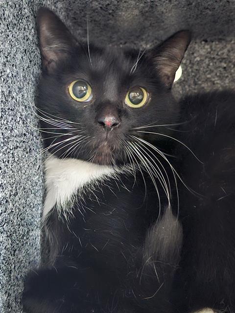 MONG-EE, Senior Domestic Short Hair (medium coat), cat for adoption in Fort Worth, Texas
