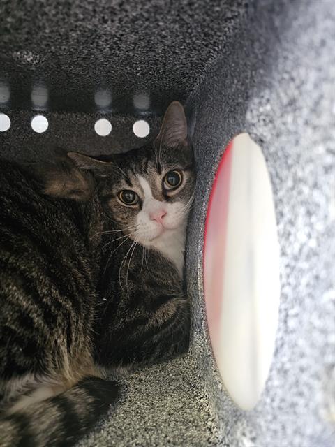 DONG-YEOB-EE, Senior Domestic Short Hair (medium coat), cat for adoption in Fort Worth, Texas