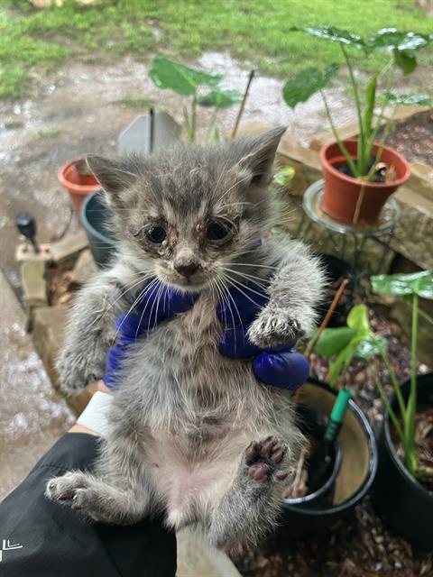 SCOTT, Baby Domestic Short Hair (medium coat), cat for adoption in Fort Worth, Texas