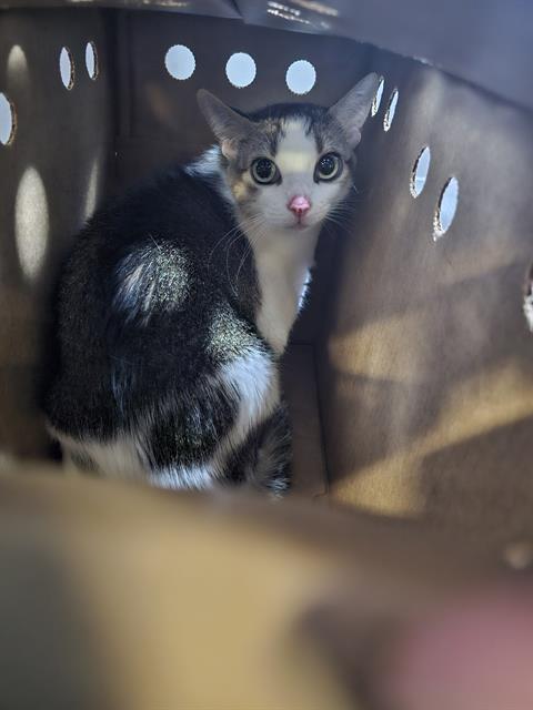 SSAENG-TTE-JWI, Senior Domestic Short Hair (medium coat), cat for adoption in Fort Worth, Texas