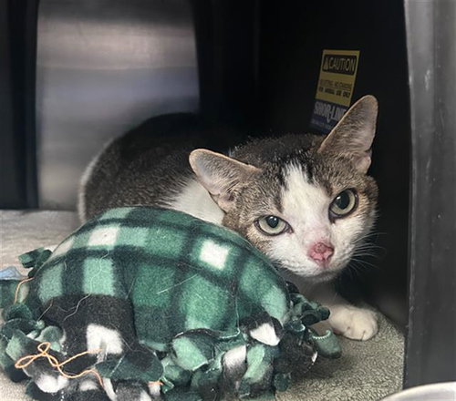 SSAENG-TTE-JWI, Adult Domestic Short Hair (medium coat), cat for adoption in Hurst, Texas