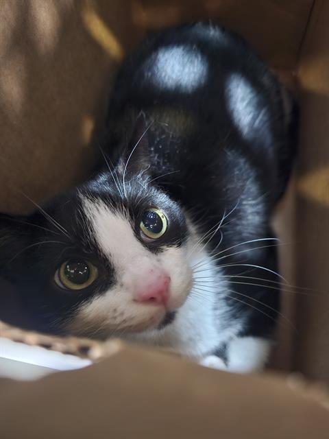PANDA, Adult Domestic Short Hair (medium coat), cat for adoption in Fort Worth, Texas