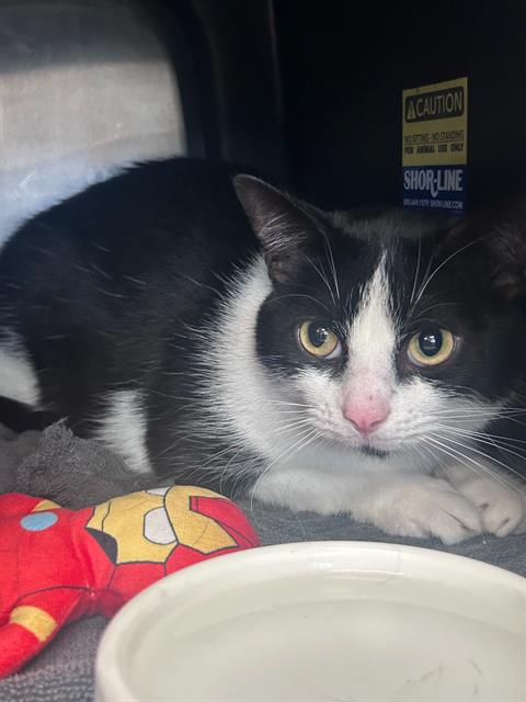 PANDA, Adult Domestic Short Hair (medium coat), cat for adoption in Hurst, Texas