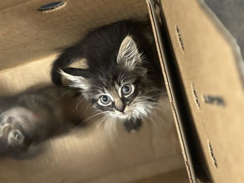 TAYLOR, Baby Domestic Short Hair (medium coat), cat for adoption in Fort Worth, Texas