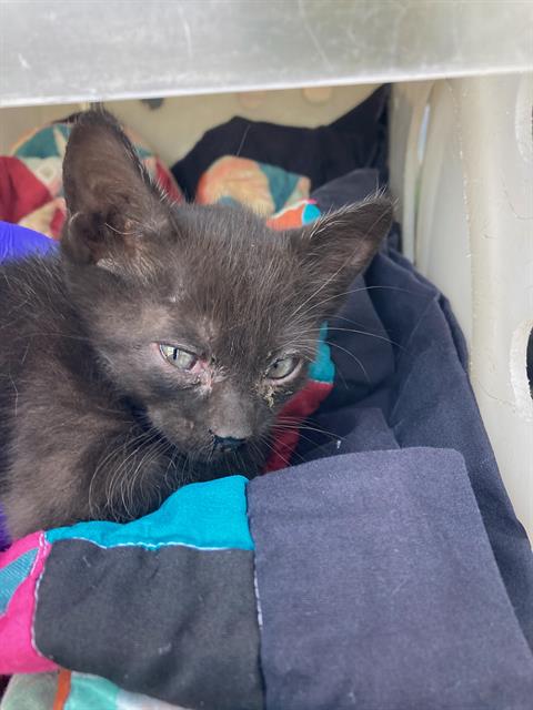 CHAUNCEY, Baby Domestic Short Hair (medium coat), cat for adoption in Fort Worth, Texas