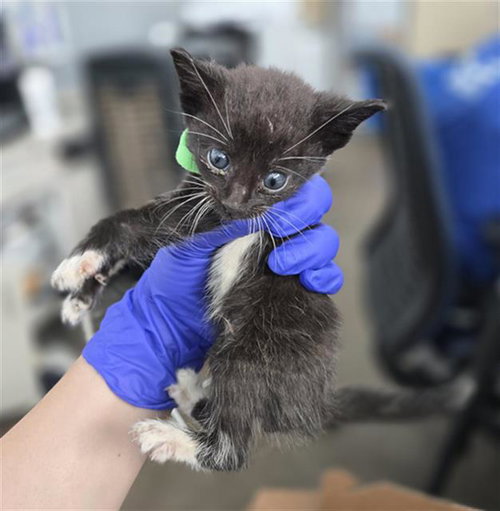 QUITO, Baby Domestic Short Hair (medium coat), cat for adoption in Fort Worth, Texas