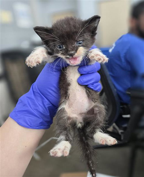OSLO, Baby Domestic Short Hair (medium coat), cat for adoption in Fort Worth, Texas
