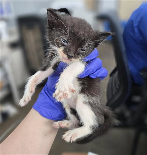 BERLIN, Baby Domestic Short Hair (medium coat), cat for adoption in Fort Worth, Texas