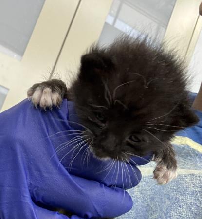 HAZEL, Baby Domestic Short Hair (medium coat), cat for adoption in Fort Worth, Texas