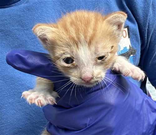 CHARMY, Baby Domestic Short Hair (medium coat), cat for adoption in Fort Worth, Texas