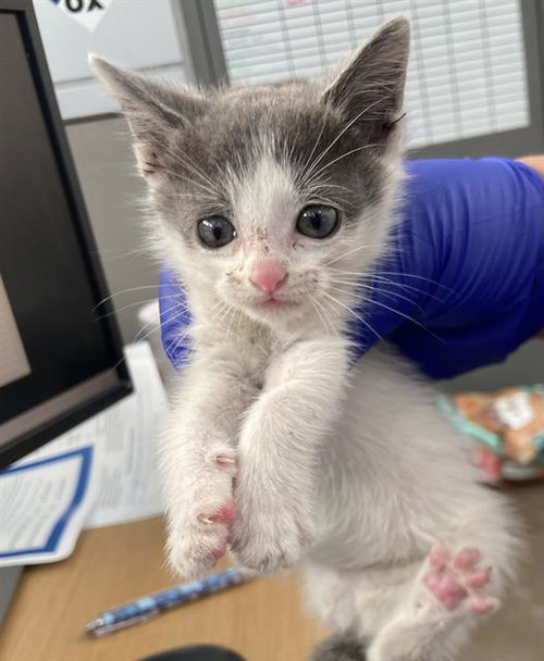 GALE, Baby Domestic Short Hair (medium coat), cat for adoption in Fort Worth, Texas