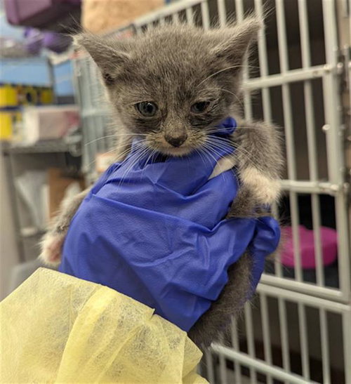 JORDAN, Baby Domestic Short Hair (medium coat), cat for adoption in Fort Worth, Texas