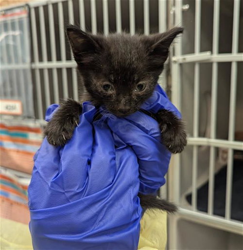 ANGEL, Baby Domestic Short Hair (medium coat), cat for adoption in Fort Worth, Texas