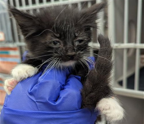 ALEX, Baby Domestic Short Hair (medium coat), cat for adoption in Fort Worth, Texas