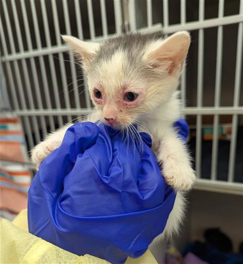 PATCHES, Baby Domestic Short Hair (medium coat), cat for adoption in Fort Worth, Texas