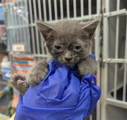 TUNDRA, Baby Domestic Short Hair (medium coat), cat for adoption in Fort Worth, Texas